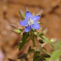 Hydrolea zeylanica (L.) Vahl